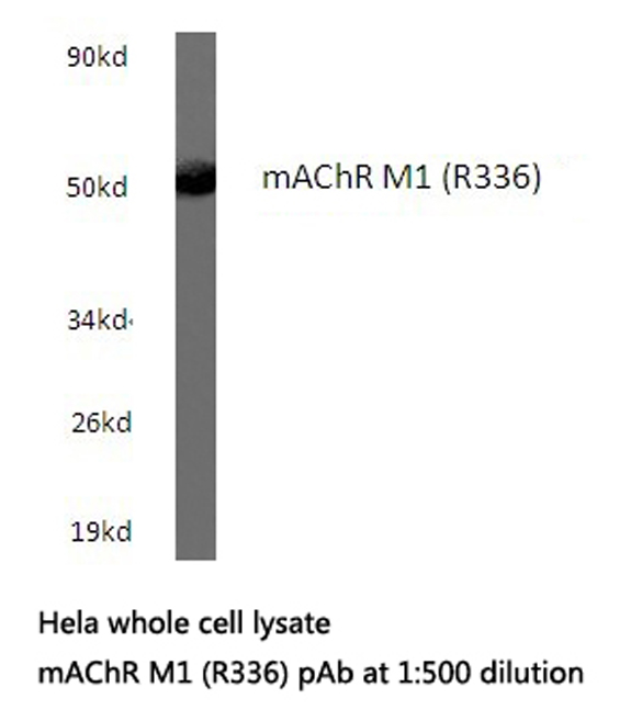 CHRM1 / M1 Antibody - Western blot of mAChR M1 (R336) pAb in extracts from HeLa cells.