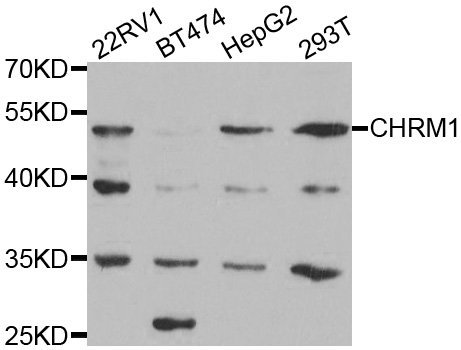 CHRM1 / M1 Antibody - Western blot analysis of extracts of various cell lines, using CHRM1 antibody.