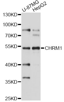 CHRM1 / M1 Antibody - Western blot analysis of extracts of various cell lines, using CHRM1 antibody at 1:1000 dilution. The secondary antibody used was an HRP Goat Anti-Rabbit IgG (H+L) at 1:10000 dilution. Lysates were loaded 25ug per lane and 3% nonfat dry milk in TBST was used for blocking. An ECL Kit was used for detection and the exposure time was 10s.