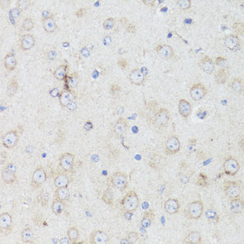 CHRM1 / M1 Antibody - Immunohistochemistry of paraffin-embedded mouse brain using CHRM1 antibody at dilution of 1:100 (40x lens).