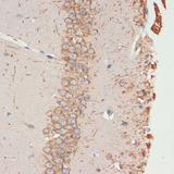CHRM1 / M1 Antibody - Immunohistochemistry of paraffin-embedded Mouse brain using CHRM1 Polyclonal Antibody at dilution of 1:100 (40x lens).