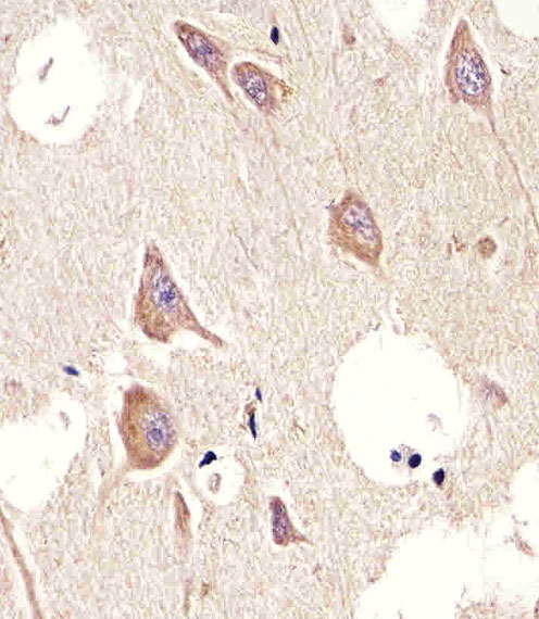 CHRM2 / M2 Antibody - Immunohistochemical of paraffin-embedded H. brain section using CHRM2 diluted at 1:25 dilution. A undiluted biotinylated goat polyvalent antibody was used as the secondary, followed by DAB staining.
