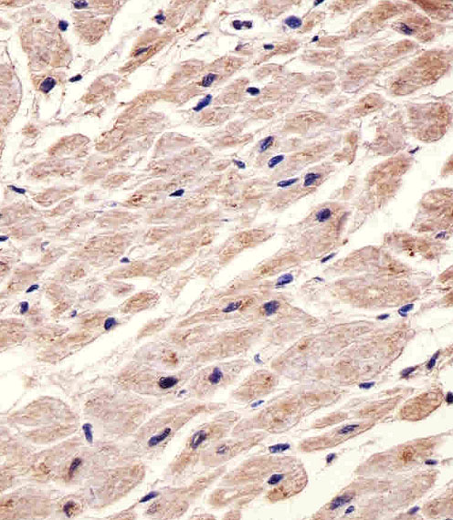 CHRM2 / M2 Antibody - Immunohistochemical of paraffin-embedded H. heart section using CHRM2 antibody diluted at 1:25 dilution. A undiluted biotinylated goat polyvalent antibody was used as the secondary, followed by DAB staining.