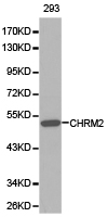 CHRM2 / M2 Antibody - Western blot of extracts of 293 cell line, using CHRM2 antibody.