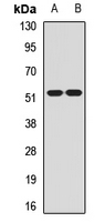 CHRM2 / M2 Antibody