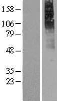 CHRM2 / M2 Protein - Western validation with an anti-DDK antibody * L: Control HEK293 lysate R: Over-expression lysate