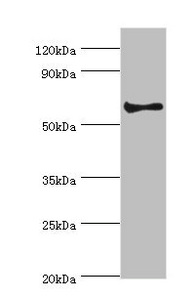 CHRM3 / M3 Antibody - Western blot All lanes: Muscarinic acetylcholine receptor M3 antibody at 2µg/ml + Hela whole cell lysate Secondary Goat polyclonal to rabbit IgG at 1/10000 dilution Predicted band size: 66 kDa Observed band size: 66 kDa
