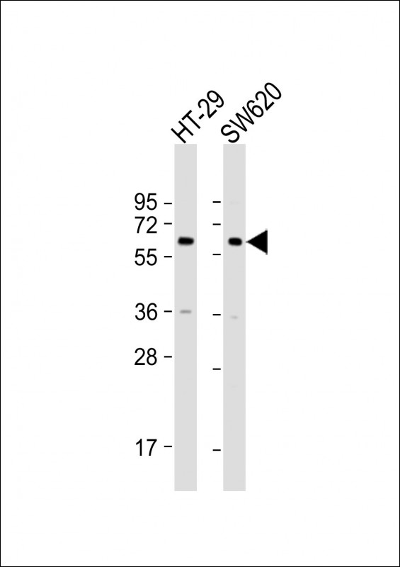 CHRM3 / M3 Antibody - All lanes: Anti-CHRM3 Antibody (C-Term) at 1:2000 dilution Lane 1: HT-29 whole cell lysate Lane 2: SW620 whole cell lysate Lysates/proteins at 20 µg per lane. Secondary Goat Anti-Rabbit IgG, (H+L), Peroxidase conjugated at 1/10000 dilution. Predicted band size: 66 kDa Blocking/Dilution buffer: 5% NFDM/TBST.