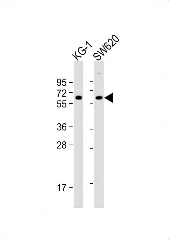 CHRM3 / M3 Antibody - All lanes: Anti-CHRM3 Antibody (Center) at 1:16000 dilution Lane 1: KG-1 whole cell lysate Lane 2: SW620 whole cell lysate Lysates/proteins at 20 µg per lane. Secondary Goat Anti-Rabbit IgG, (H+L), Peroxidase conjugated at 1/10000 dilution. Predicted band size: 66 kDa Blocking/Dilution buffer: 5% NFDM/TBST.