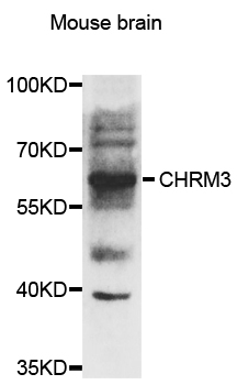 CHRM3 / M3 Antibody - Western blot analysis of extracts of mouse brian.