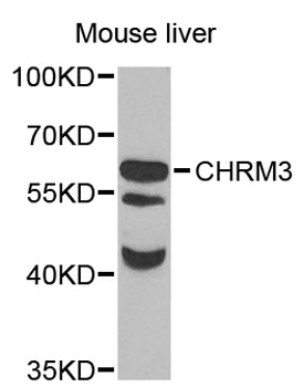 CHRM3 / M3 Antibody - Western blot analysis of extracts of mouse liver, using CHRM3 antibody at 1:1000 dilution. The secondary antibody used was an HRP Goat Anti-Rabbit IgG (H+L) at 1:10000 dilution. Lysates were loaded 25ug per lane and 3% nonfat dry milk in TBST was used for blocking. An ECL Kit was used for detection and the exposure time was 90s.