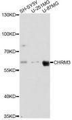 CHRM3 / M3 Antibody - Western blot analysis of extracts of various cell lines, using CHRM3 antibody at 1:3000 dilution. The secondary antibody used was an HRP Goat Anti-Rabbit IgG (H+L) at 1:10000 dilution. Lysates were loaded 25ug per lane and 3% nonfat dry milk in TBST was used for blocking. An ECL Kit was used for detection and the exposure time was 90s.