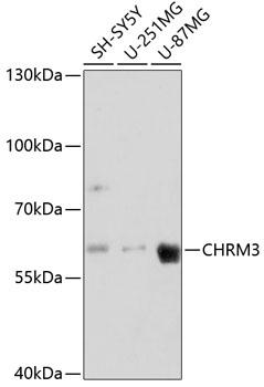 CHRM3 / M3 Antibody - Western blot analysis of extracts of various cell lines using CHRM3 Polyclonal Antibody at dilution of 1:3000.