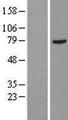 CHRM3 / M3 Protein - Western validation with an anti-DDK antibody * L: Control HEK293 lysate R: Over-expression lysate