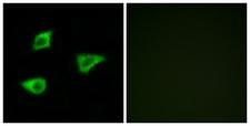 CHRM4 / M4 Antibody - Peptide - + Immunofluorescence analysis of LOVO cells, using CHRM4 antibody.