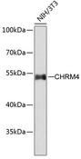 CHRM4 / M4 Antibody - Western blot analysis of extracts of NIH/3T3 cells using CHRM4 Polyclonal Antibody.