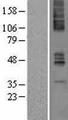 CHRM4 / M4 Protein - Western validation with an anti-DDK antibody * L: Control HEK293 lysate R: Over-expression lysate