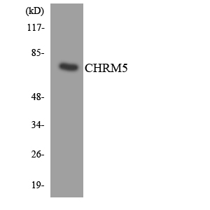 CHRM5 / M5 Antibody - Western blot analysis of the lysates from K562 cells using CHRM5 antibody.
