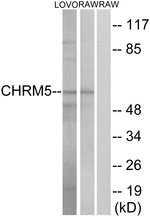 CHRM5 / M5 Antibody - Western blot analysis of lysates from LOVO and RAW264.7 cells, using CHRM5 Antibody. The lane on the right is blocked with the synthesized peptide.