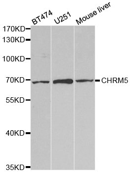 CHRM5 / M5 Antibody - Western blot analysis of extracts of various cell lines.
