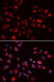 CHRM5 / M5 Antibody - Immunofluorescence analysis of U2OS cells.