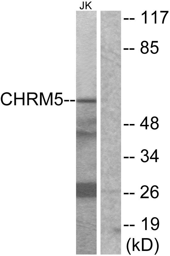 CHRM5 / M5 Antibody - Western blot analysis of extracts from Jurkat cells, using CHRM5 antibody.