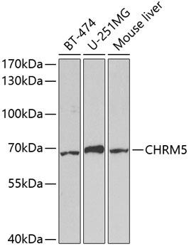 CHRM5 / M5 Antibody - Western blot analysis of extracts of various cell lines using CHRM5 Polyclonal Antibody at dilution of 1:1000.