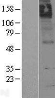 CHRM5 / M5 Protein - Western validation with an anti-DDK antibody * L: Control HEK293 lysate R: Over-expression lysate
