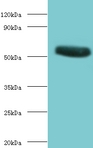 CHRNA1 Antibody - Western blot of Acetylcholine receptor subunit alpha antibody at 2 ug/ml with recombinant Acetylcholine receptor subunit alpha protein 0.1 ug Secondary Goat polyclonal to Rabbit IgG at 1:15000 dilution. Predicted band size: 53 KDa. Observed band size: 53 KDa.  This image was taken for the unconjugated form of this product. Other forms have not been tested.