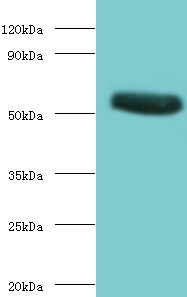 CHRNA1 Antibody - Western blot of Acetylcholine receptor subunit alpha antibody at 2 ug/ml with recombinant Acetylcholine receptor subunit alpha protein 0.1 ug Secondary Goat polyclonal to Rabbit IgG at 1:15000 dilution. Predicted band size: 53 KDa. Observed band size: 53 KDa.  This image was taken for the unconjugated form of this product. Other forms have not been tested.