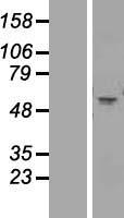 CHRNA1 Protein - Western validation with an anti-DDK antibody * L: Control HEK293 lysate R: Over-expression lysate