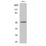 CHRNA10 Antibody - Western blot of AChRalpha10 antibody