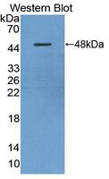 CHRNA10 Antibody - Western Blot; Sample: Recombinant protein.