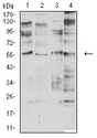 CHRNA2 Antibody - Western blot analysis using CHRNA2 mouse mAb against SK-N-SH (1), SH-SY5Y (2), membrane protein of C6 (3), and SW480 (4) cell lysate.