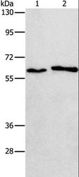 CHRNA2 Antibody - Western blot analysis of A172 and A549 cell, using CHRNA2 Polyclonal Antibody at dilution of 1:950.