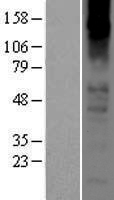 CHRNA2 Protein - Western validation with an anti-DDK antibody * L: Control HEK293 lysate R: Over-expression lysate