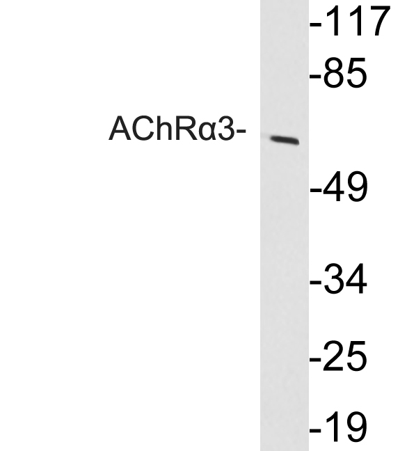 CHRNA3 Antibody - Western blot analysis of lysate from HeLa cells, using AChRÎ±3 antibody.