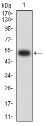 CHRNA4 / NACHR Antibody - Western blot analysis using CHRNA4 mAb against human CHRNA4 (AA: 29-242) recombinant protein. (Expected MW is 52.5 kDa)