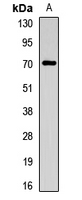 CHRNA4 / NACHR Antibody