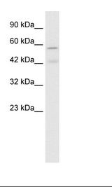 CHRNA5 Antibody - Jurkat Cell Lysate.  This image was taken for the unconjugated form of this product. Other forms have not been tested.