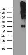 CHRNA5 Antibody - HEK293T cells were transfected with the pCMV6-ENTRY control. (Left lane) or pCMV6-ENTRY CHRNA5. (Right lane) cDNA for 48 hrs and lysed. Equivalent amounts of cell lysates. (5 ug per lane) were separated by SDS-PAGE and immunoblotted with anti-CHRNA5. (1:500)