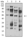 CHRNA5 Antibody - Western blot analysis using CHRNA5 mouse mAb against membrane protein lysate of C6 (1), membrane protein lysate of SK-N-SH (2), membrane protein lysate of C6 (3), and C6 (4) cell lysate.