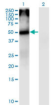 CHRNA5 Antibody - Western Blot analysis of CHRNA5 expression in transfected 293T cell line by CHRNA5 monoclonal antibody (M01), clone 7D3.Lane 1: CHRNA5 transfected lysate (Predicted MW: 53.1 KDa).Lane 2: Non-transfected lysate.