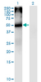 CHRNA5 Antibody - Western Blot analysis of CHRNA5 expression in transfected 293T cell line by CHRNA5 monoclonal antibody (M01), clone 7D3.Lane 1: CHRNA5 transfected lysate (Predicted MW: 53.1 KDa).Lane 2: Non-transfected lysate.