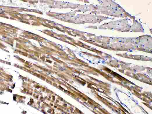 CHRNA5 Antibody - CHRNA5 was detected in paraffin-embedded sections of mouse cardiac muscle tissues using rabbit anti- CHRNA5 Antigen Affinity purified polyclonal antibody