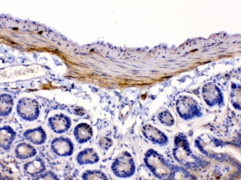 CHRNA5 Antibody - IHC testing of FFPE mouse intestine tissue with CHRNA5 antibody at 1ug/ml. Required HIER: steam section in pH6 citrate buffer for 20 min and allow to cool prior to testing.