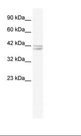 CHRNA7 Antibody - HepG2 Cell Lysate.  This image was taken for the unconjugated form of this product. Other forms have not been tested.