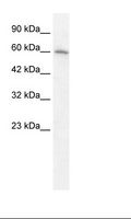 CHRNA7 Antibody - Jurkat Cell Lysate.  This image was taken for the unconjugated form of this product. Other forms have not been tested.