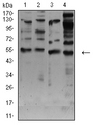 CHRNA7 Antibody - Western blot analysis using CHRNA7 mouse mAb against membrane protein lysate of C6 (1), membrane protein lysate of SK-N-SH (2), C6 (3), and HepG2 (4) cell lysate.