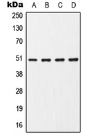 CHRNA7 Antibody - Western blot analysis of CHRNA7 expression in HepG2 (A); Jurkat (B); Raw264.7 (C); rat brain (D) whole cell lysates.